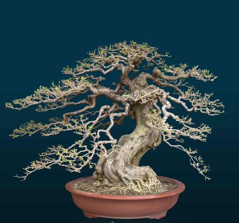 Đàm Thức – Hành Trình Từ Nhiếp Ảnh Gia Tài Năng Đến Nghệ Nhân Bonsai Đầy Tâm Huyết